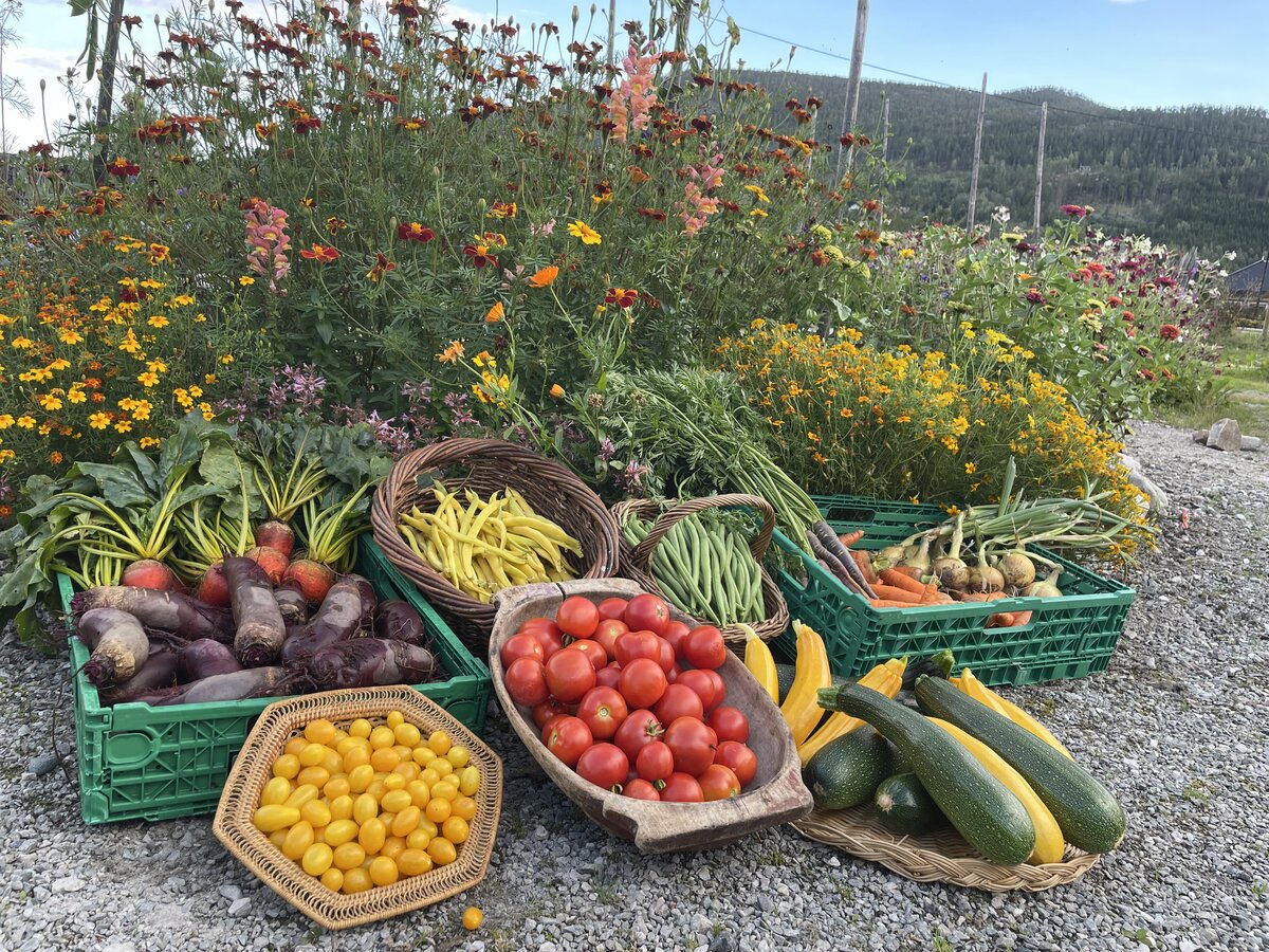 Fargerik høst av grønnsaker og blomster